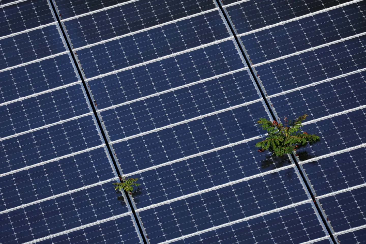 World’s largest solar farm to rise in Philippines World’s largest solar farm to rise in Philippines