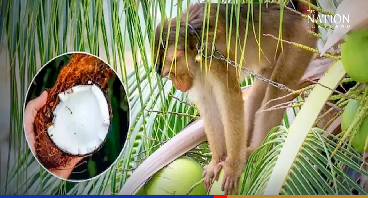 DITP debunks rumour Walmart banning Thai coconut due to monkey labour DITP debunks rumour Walmart banning Thai coconut due to monkey labour
