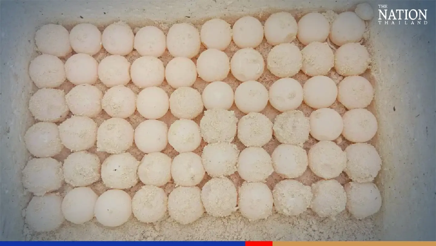 Endangered green sea turtle eggs discovered on Phang-nga island