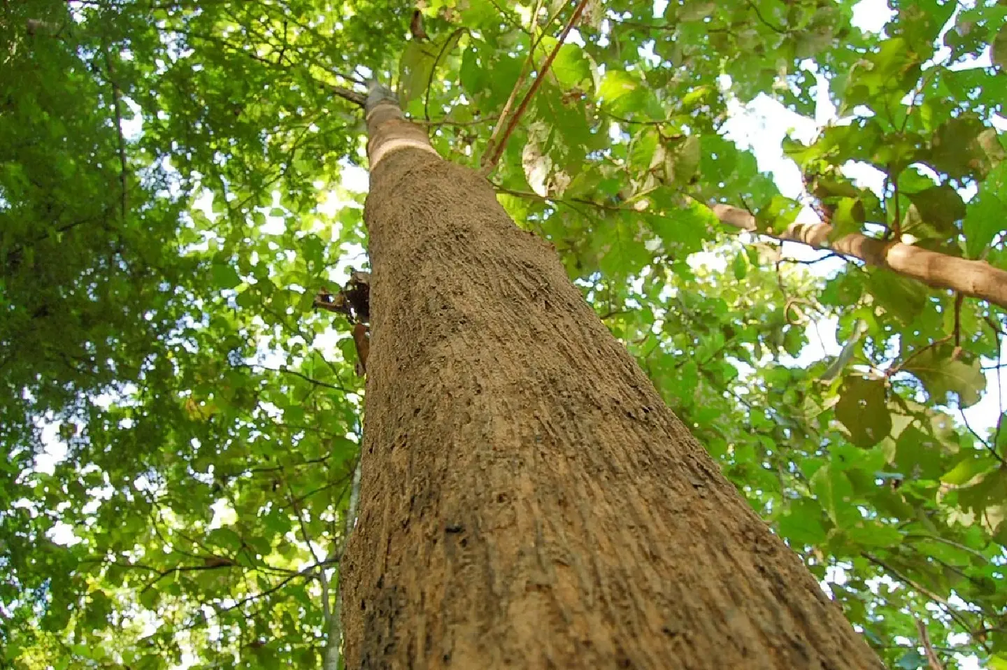 Thailand’s trees-for-loans policy a resounding success