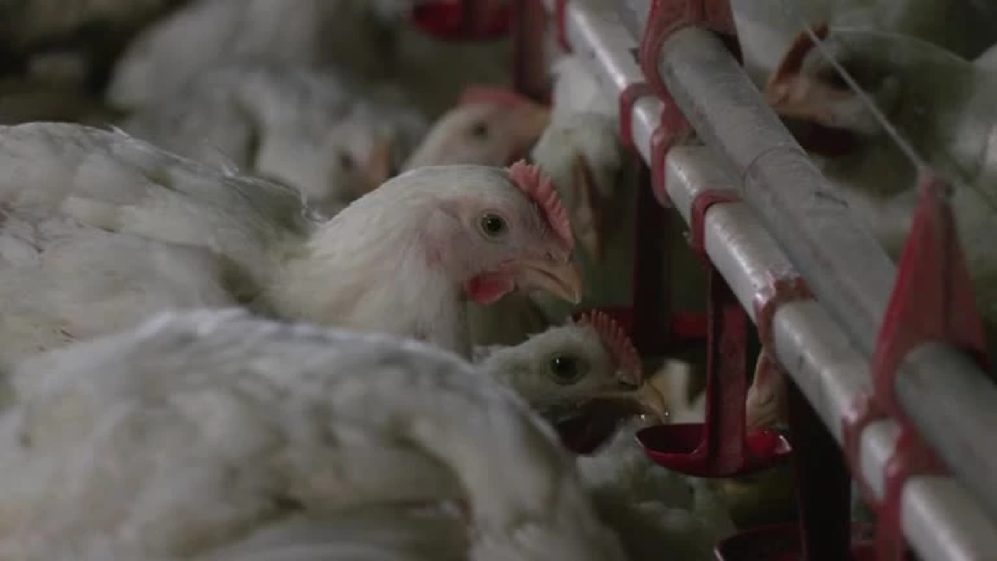 Singapore faces chicken shortage after Malaysia export ban