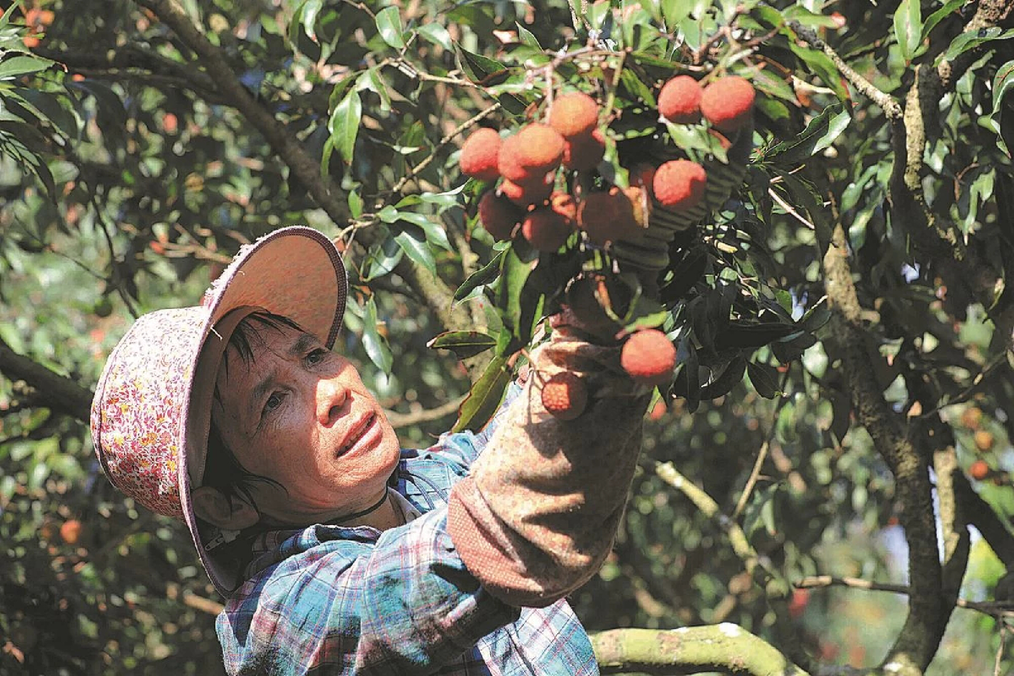 Scientists unlock secret to growing seedless lychee