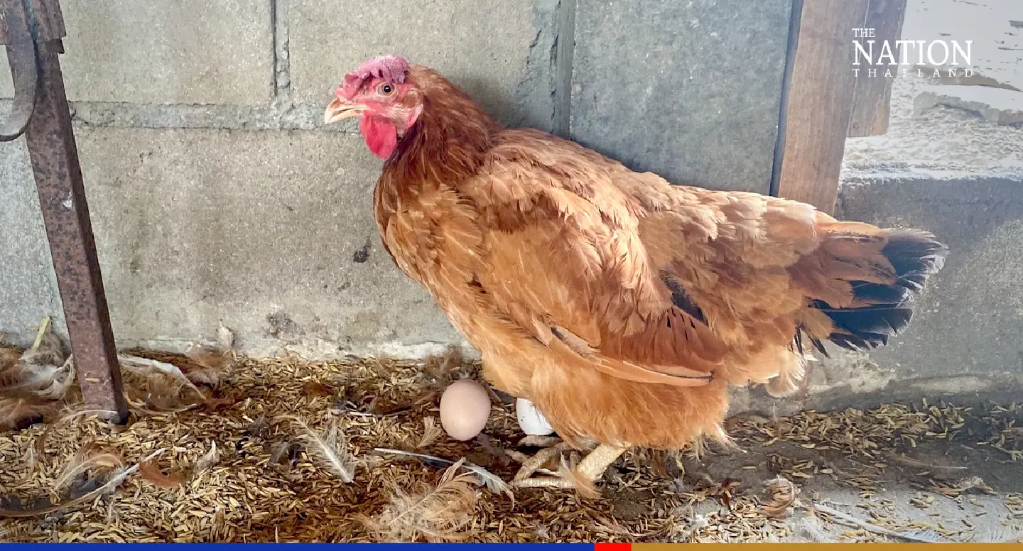 Cannabis replaces antibiotics as chicken farmers in Lampang go organic