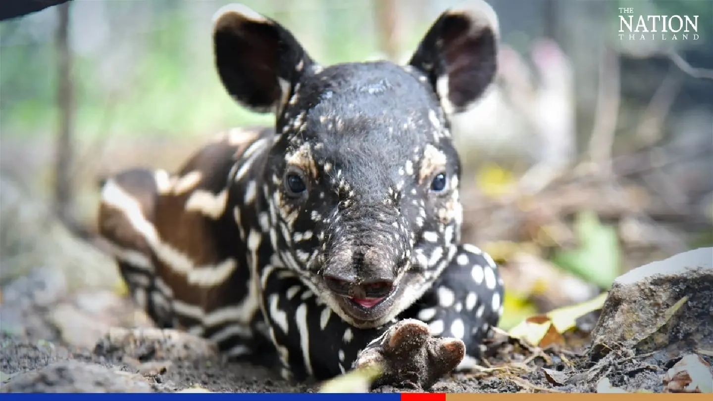 Khao Kheow zoo celebrates its 44th anniversary with a baby tapir Khao Kheow zoo celebrates its 44th anniversary with a baby tapir