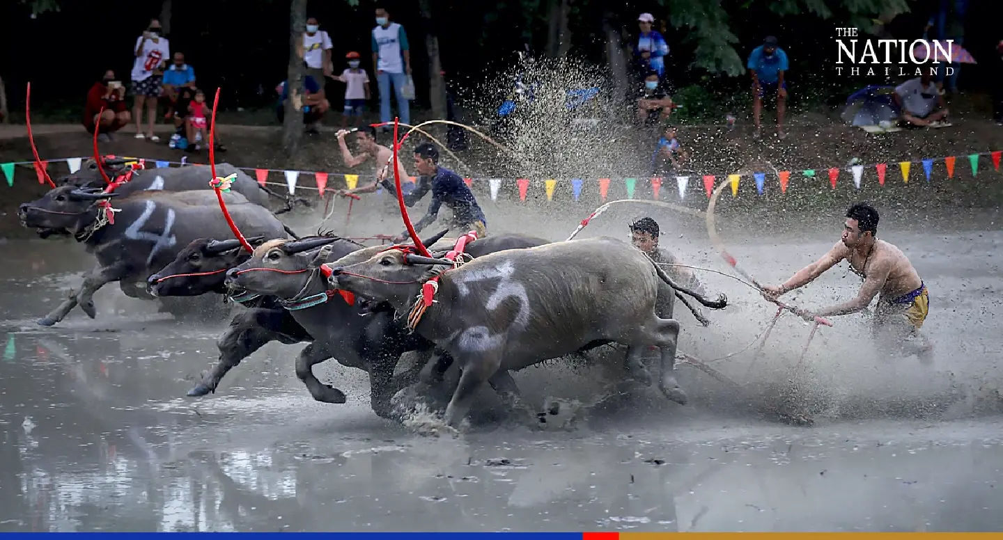 Chonburi community races water buffalos to preserve tradition