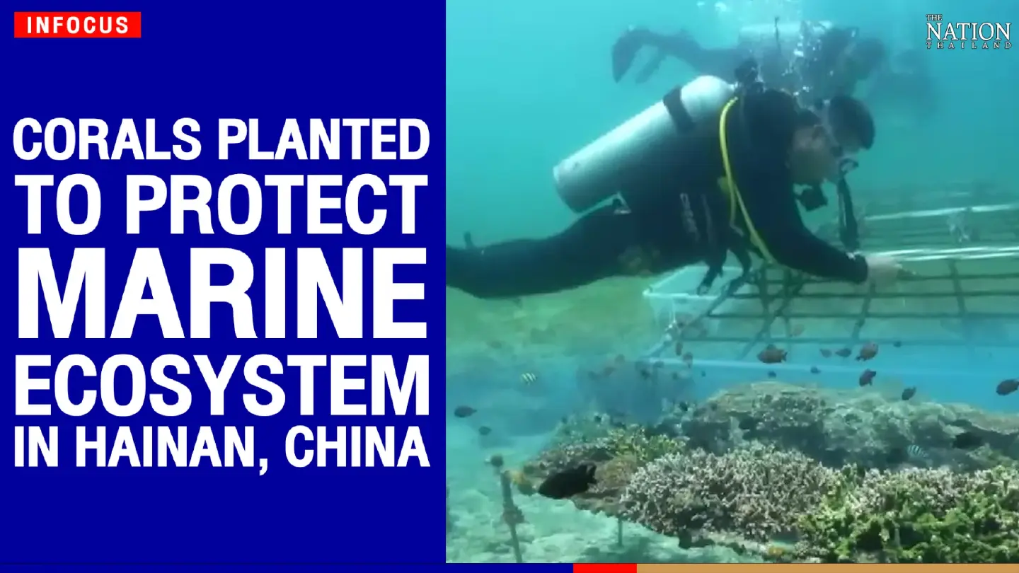 Corals planted to protect marine ecosystem in Hainan, China
