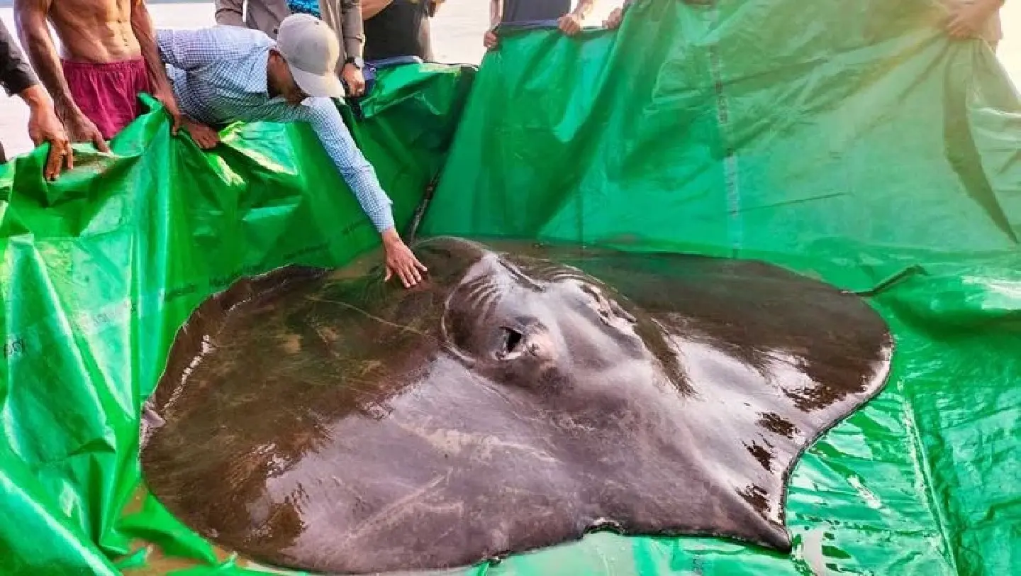 Scientific expeditions in Cambodia could boost ailing tourist industry