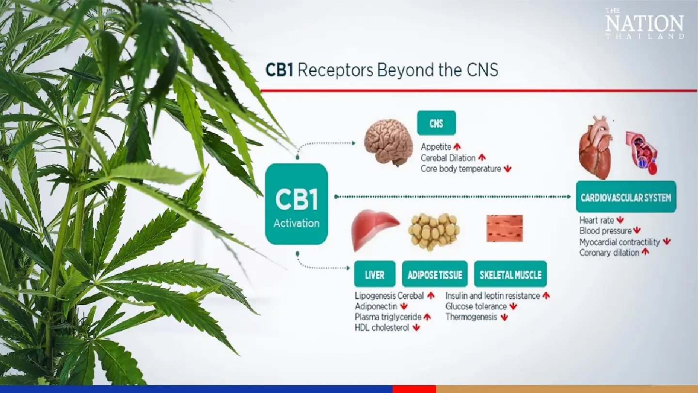 Cannabis can affect nervous system, liver, mental health, doctor warns