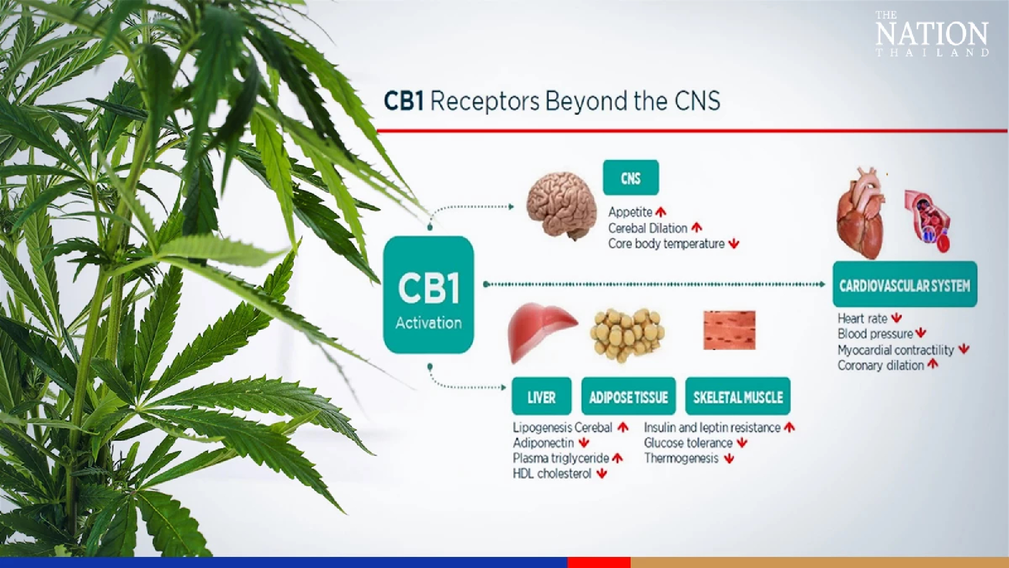 Cannabis can affect nervous system, liver, mental health, doctor warns