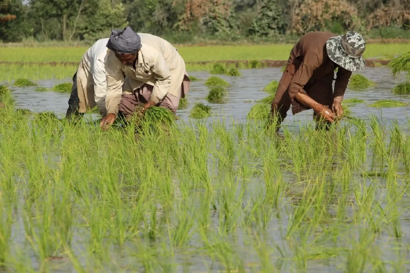 Chinese scientists identify genes for more heat-tolerant rice Chinese scientists identify genes for more heat-tolerant rice