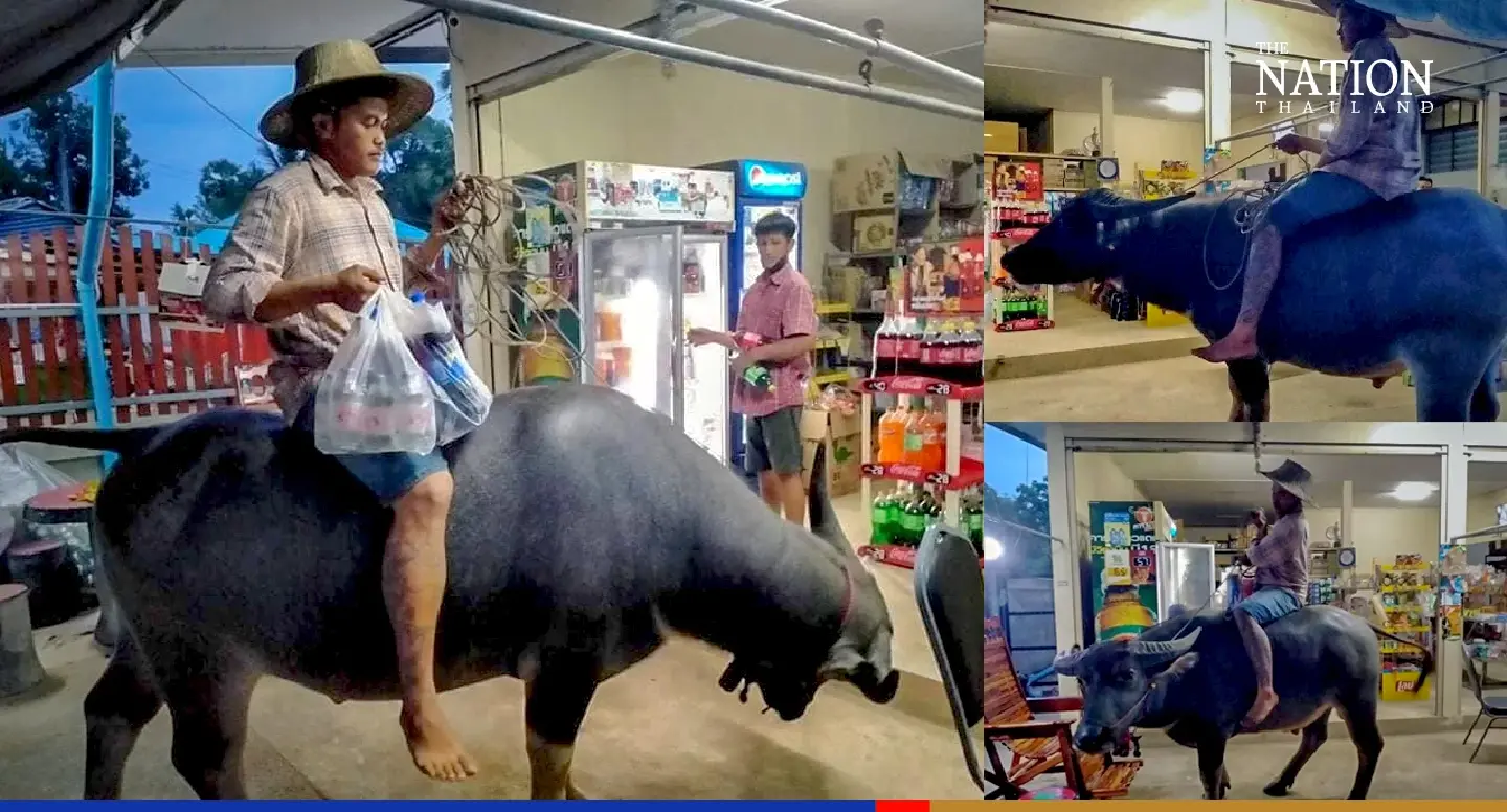 Buffalo: A man’s best friend … and transport