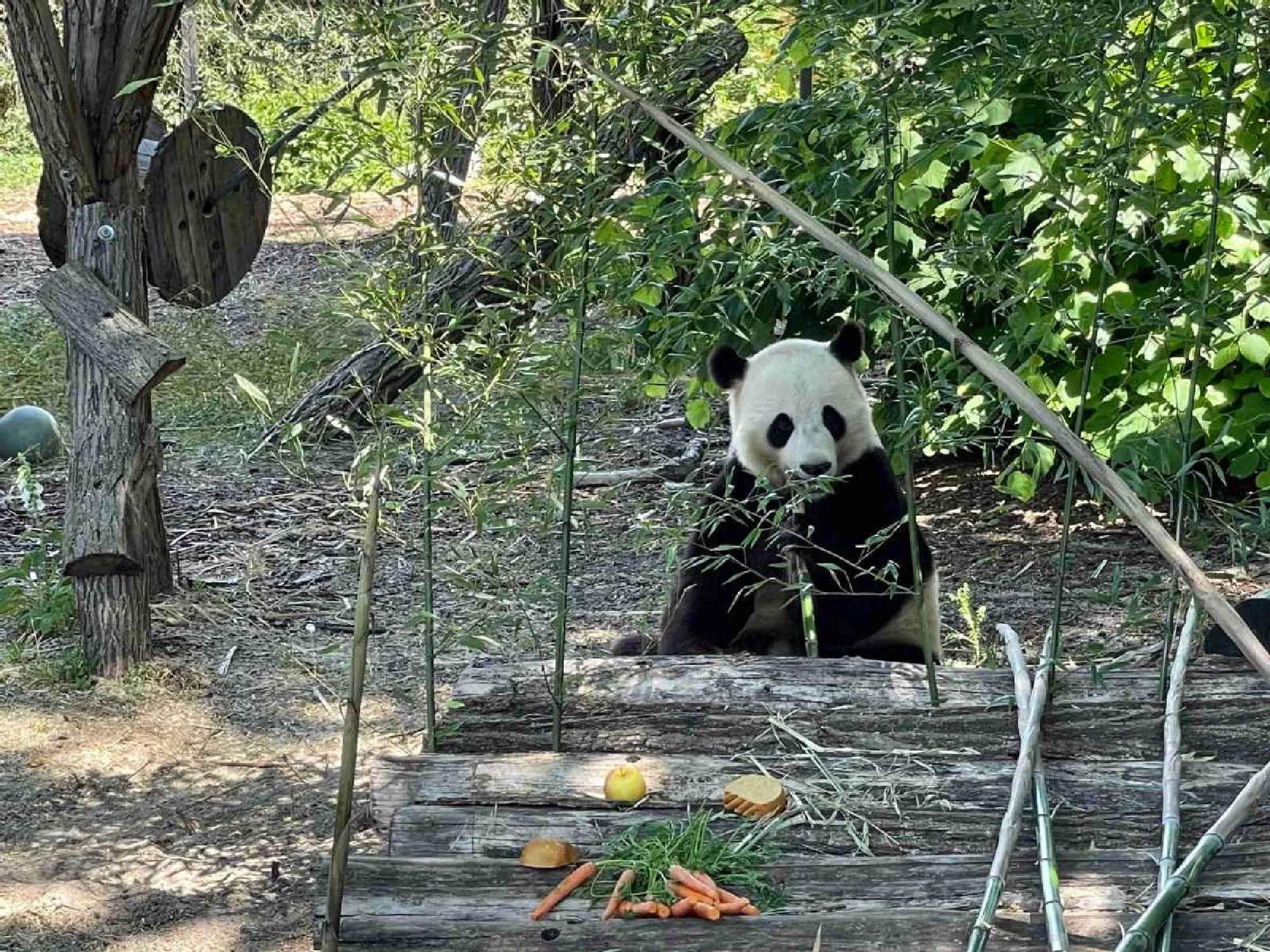 Fans flock to Belgian zoo to help Tian Bao celebrate