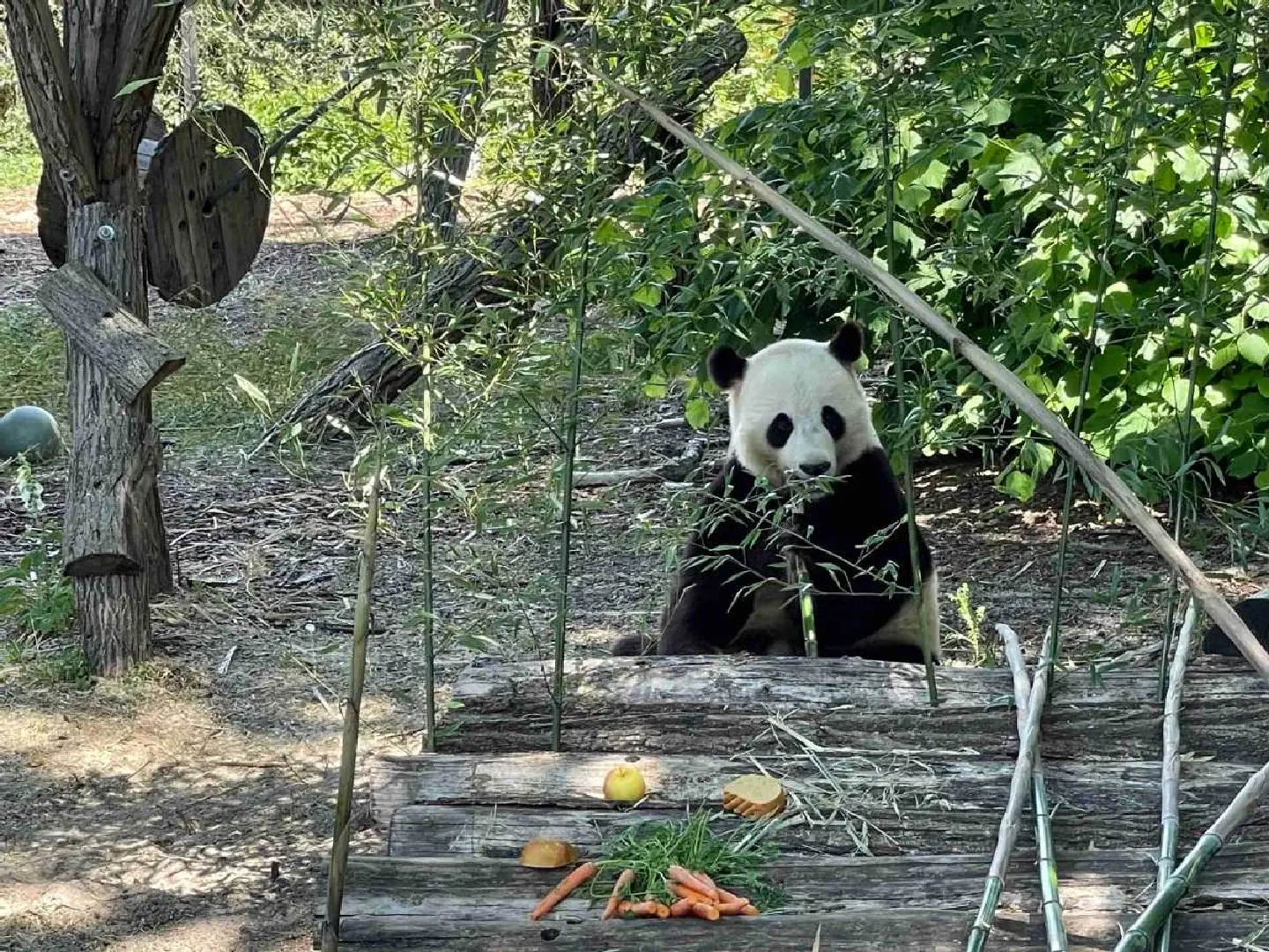 Fans flock to Belgian zoo to help Tian Bao celebrate Fans flock to Belgian zoo to help Tian Bao celebrate