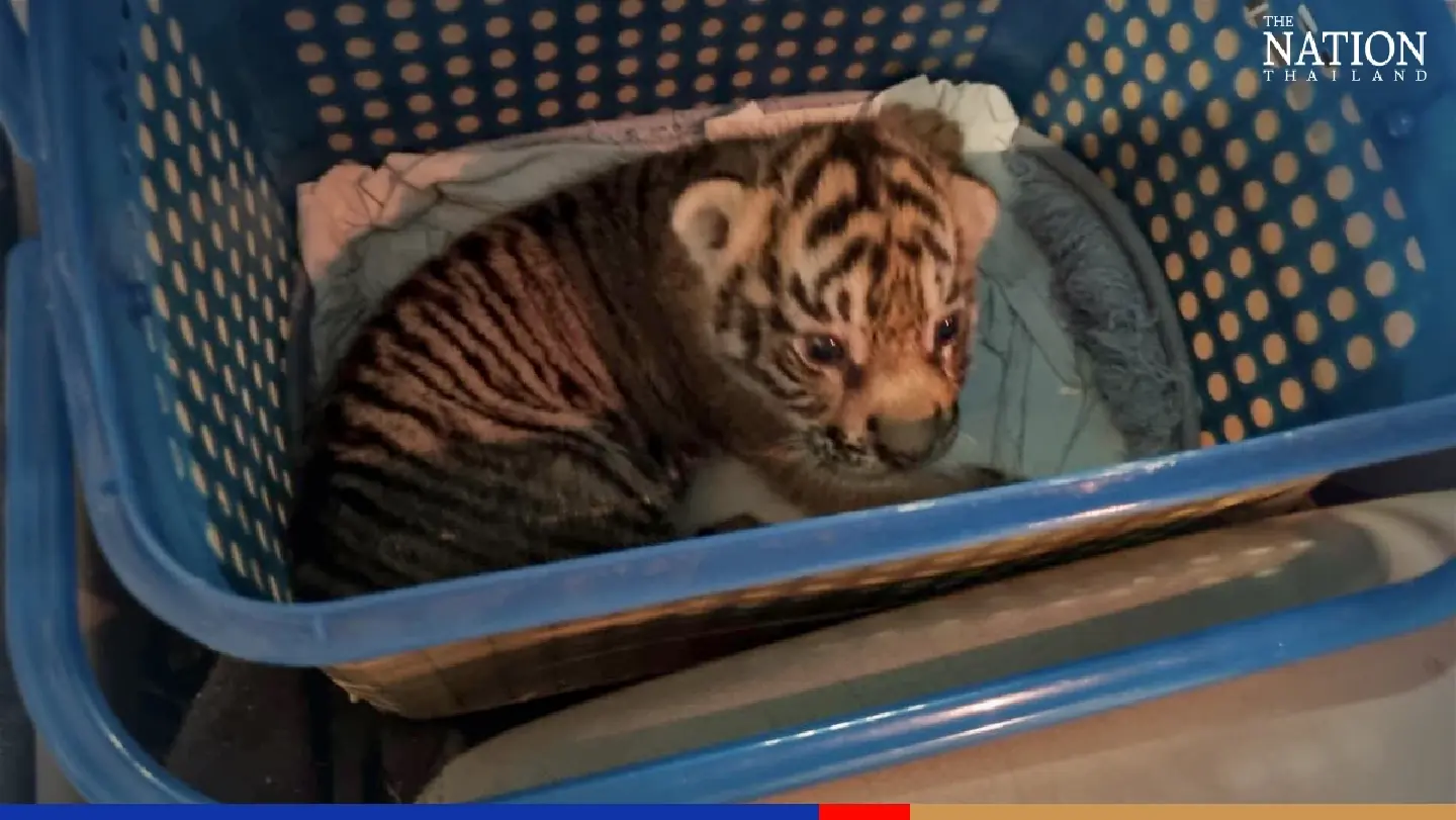 Four nabbed for allegedly selling tiger cub Four nabbed for allegedly selling tiger cub