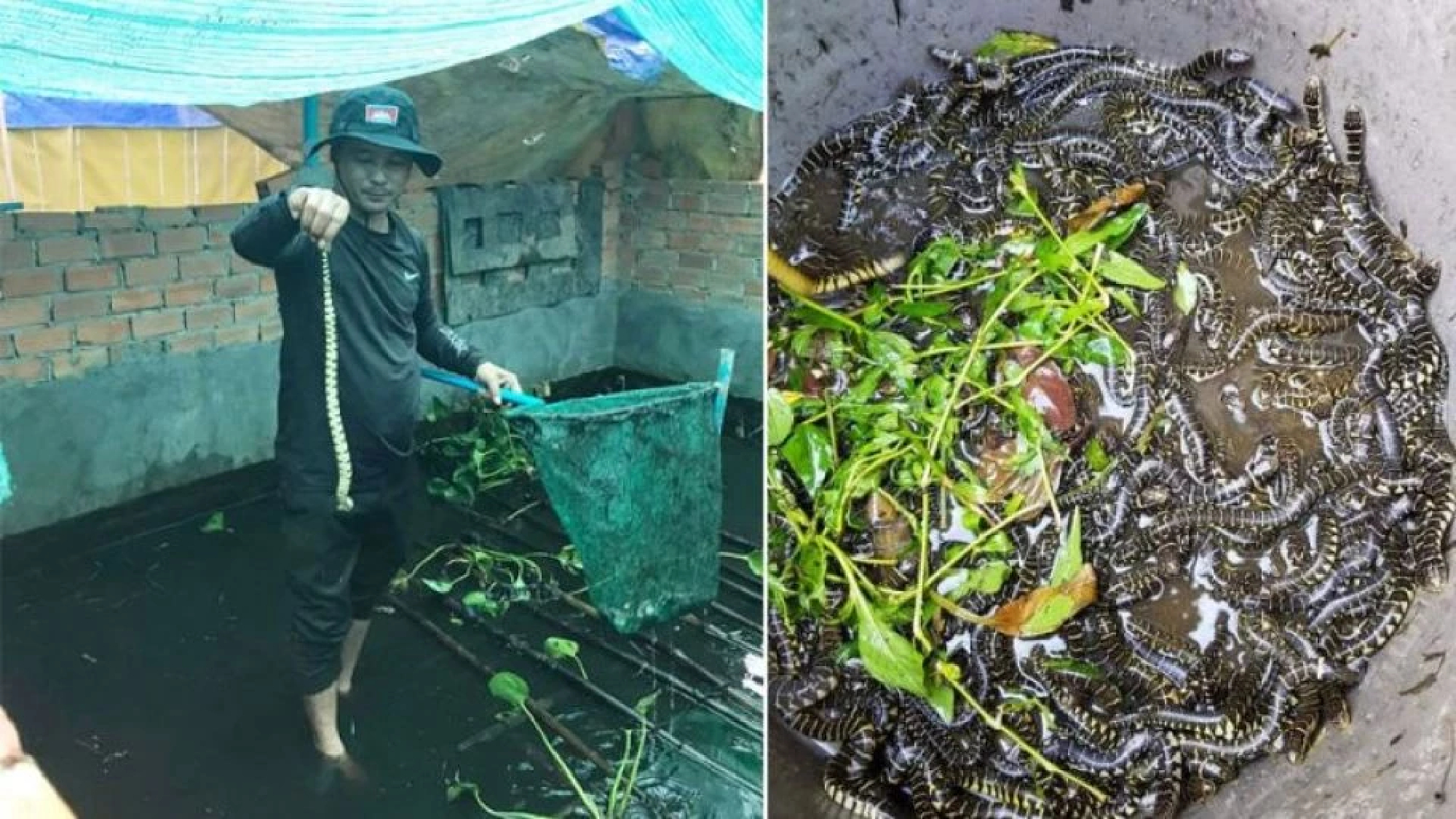 Farming snakes in Cambodia for restaurants in Vietnam