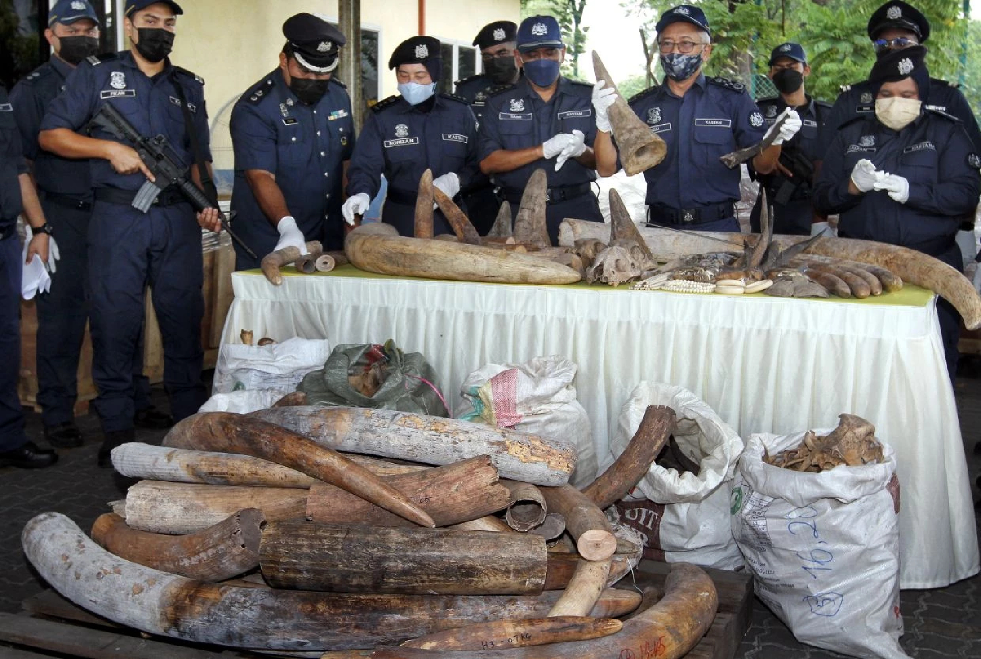 Malaysian customs seizes six tonnes of raw ivory, biggest bust so far in its history