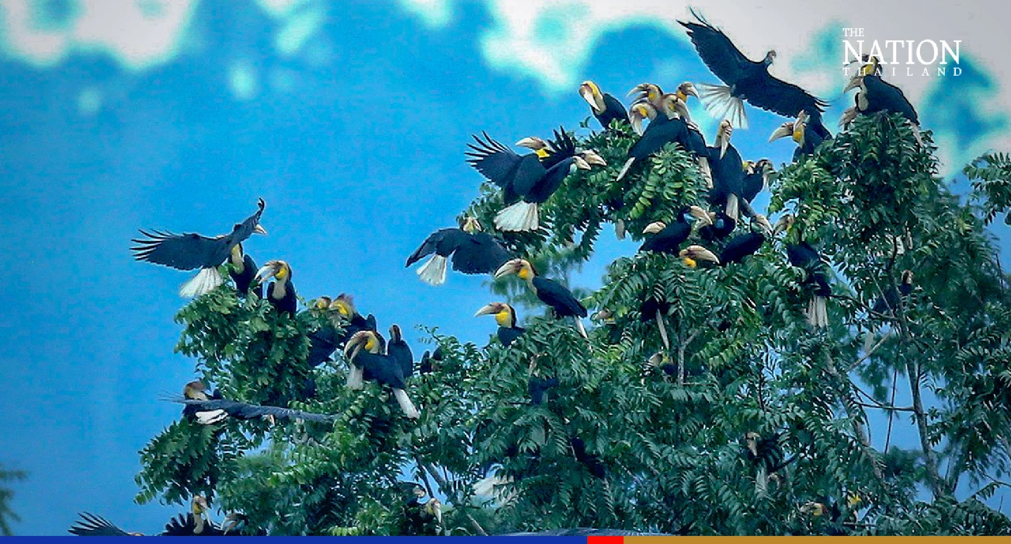 Huge influx of hornbills to village in Songkhla province