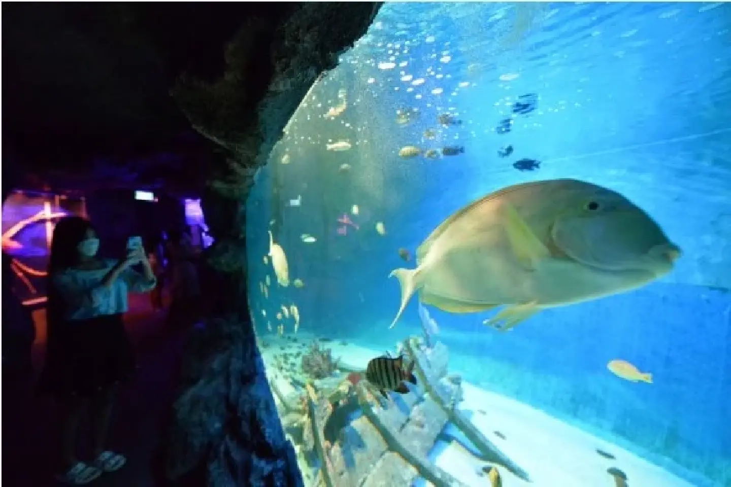 Traveling through Thailand's underwater tunnel