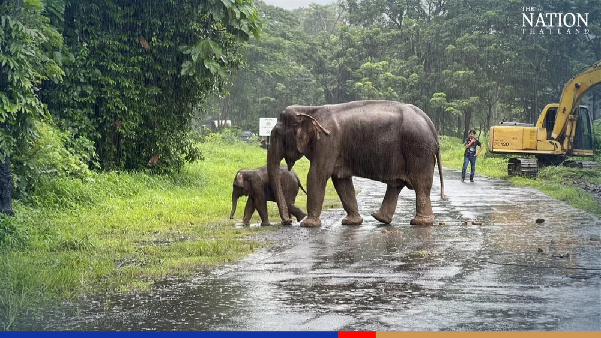Officials rescue elephant calf from manhole in Nakhon Nayok