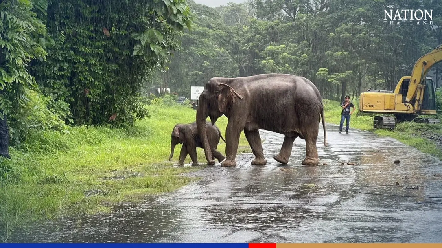 Officials rescue elephant calf from manhole in Nakhon Nayok Officials rescue elephant calf from manhole in Nakhon Nayok