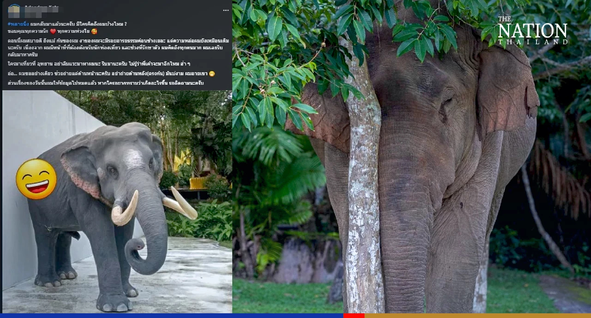 Elephant Plai Diew Lub’s sworn enemy returns to its post in Khao Yai