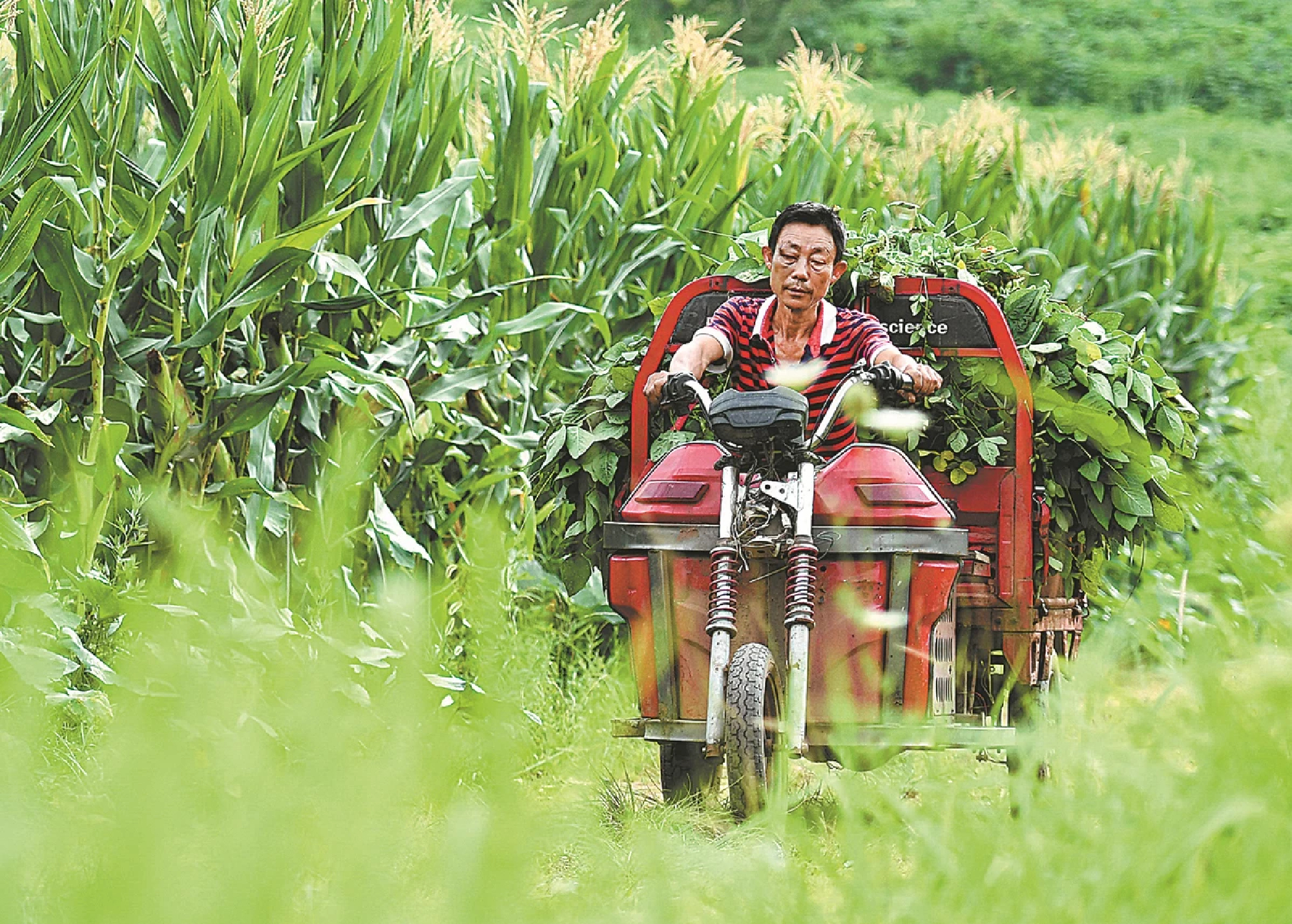 China takes measures to respond to global food security risks