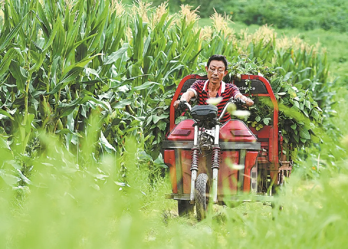 China takes measures to respond to global food security risks China takes measures to respond to global food security risks
