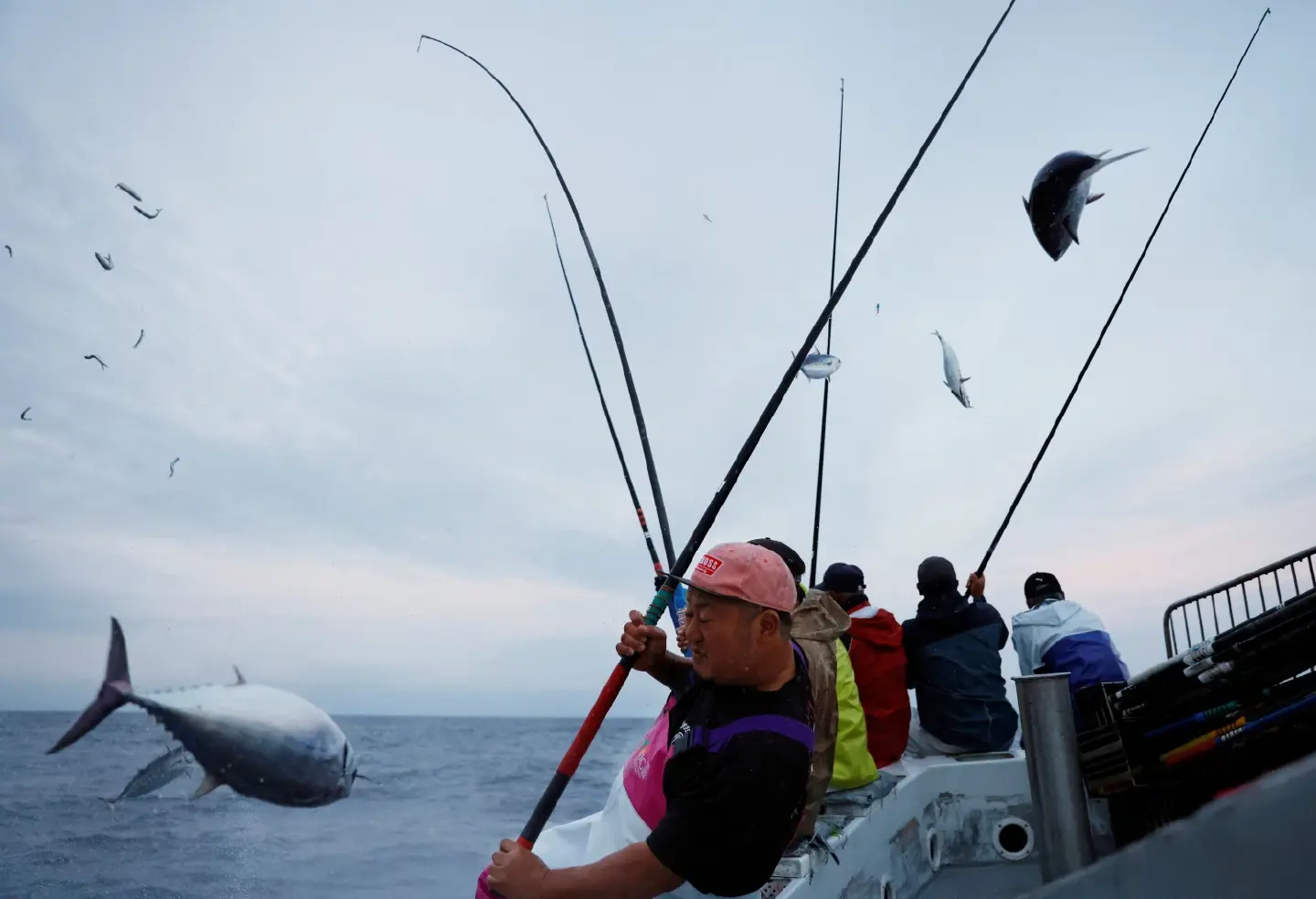 Fatty katsuo fish may foreshadow climate change, threat to beloved Japanese food