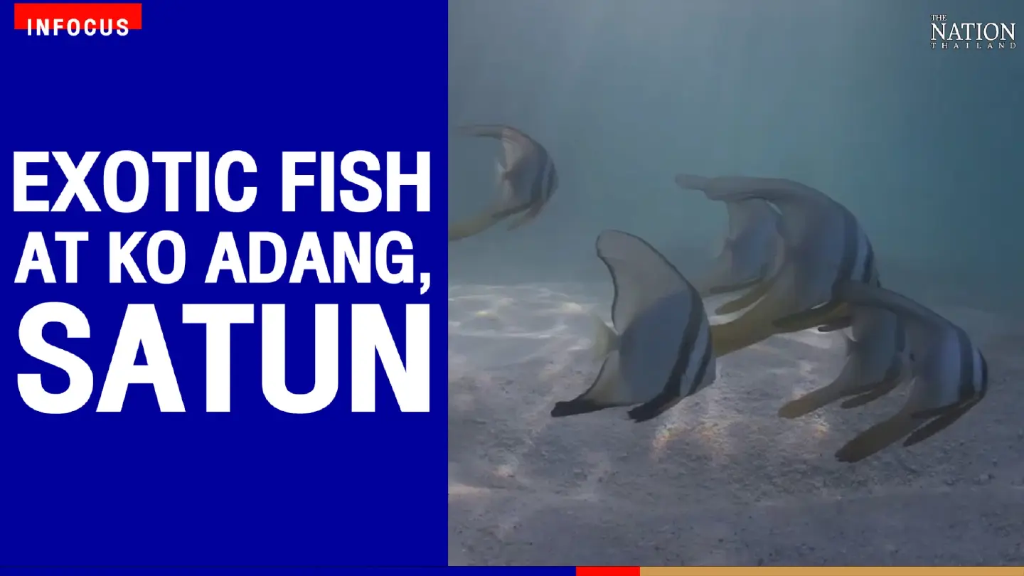 Exotic fish at Ko Adang, Satun