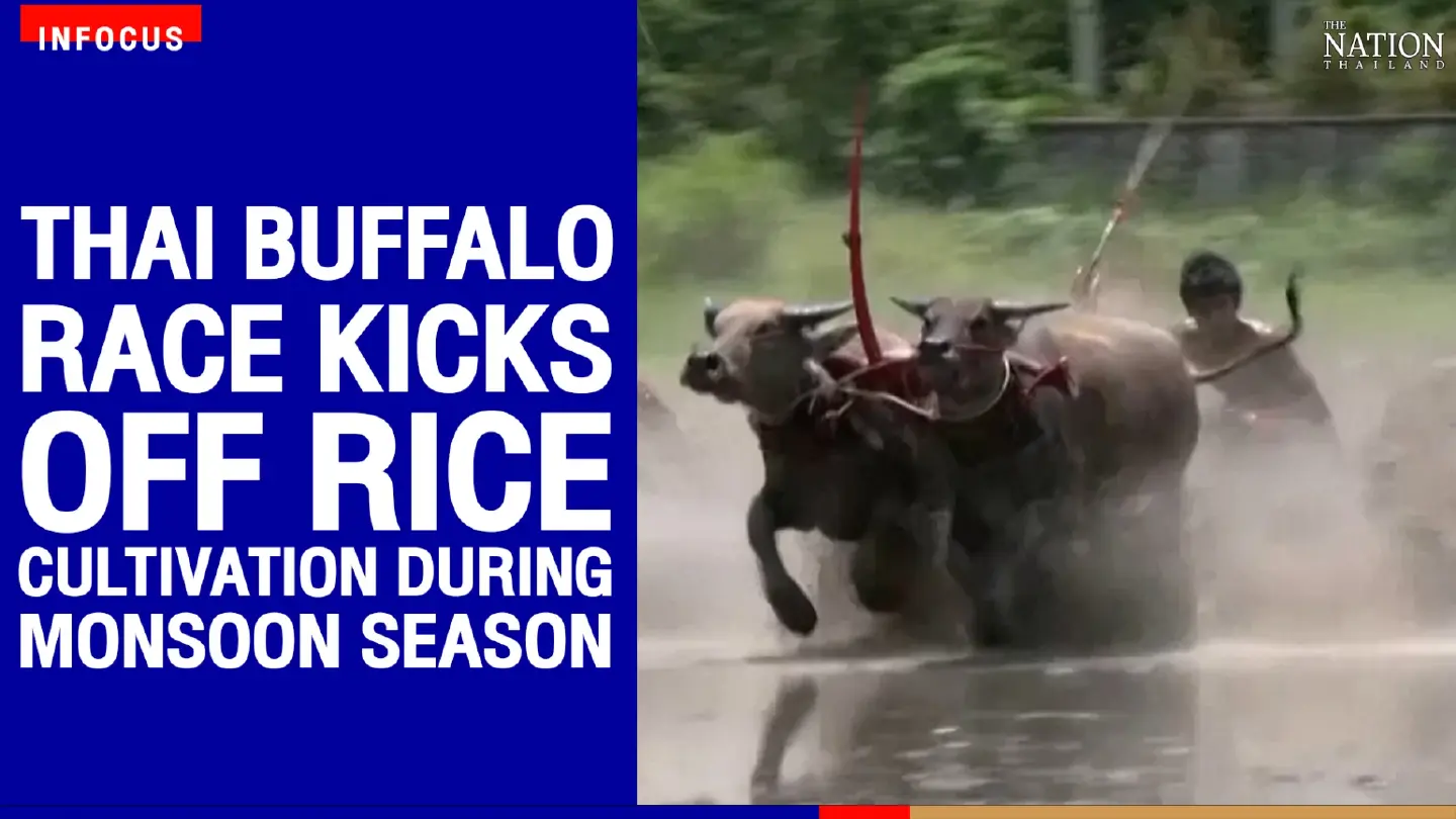 Thai buffalo race kicks off rice cultivation during Monsoon season