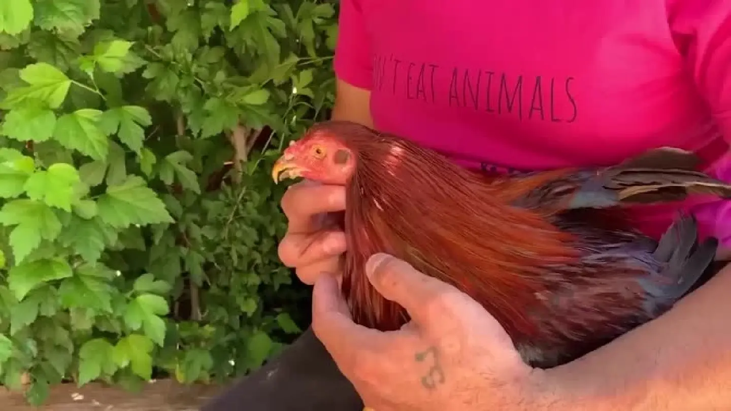Dozens of chickens rescued from Chicago cockfighting ring in need of new homes