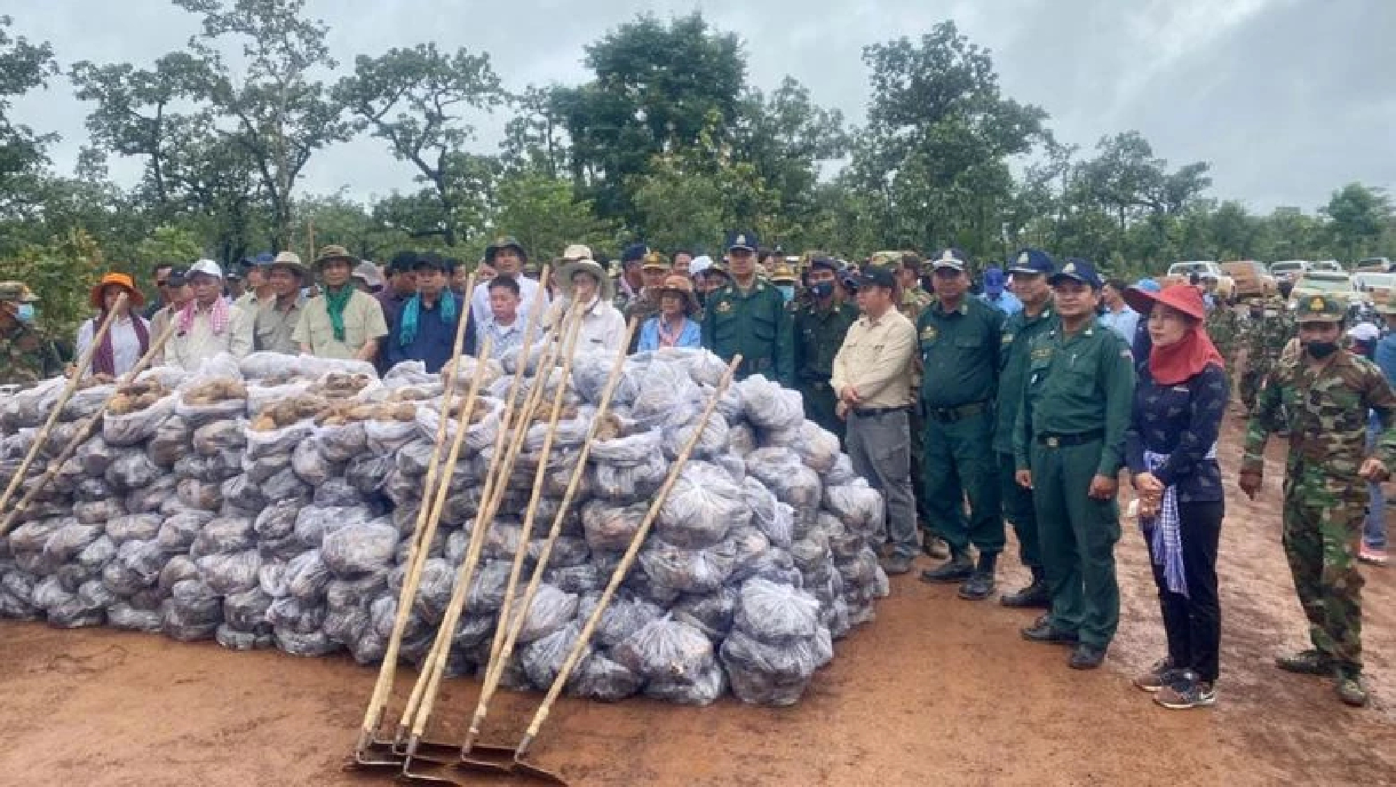 Cambodia plants another 30,000 palm seeds on Lao border