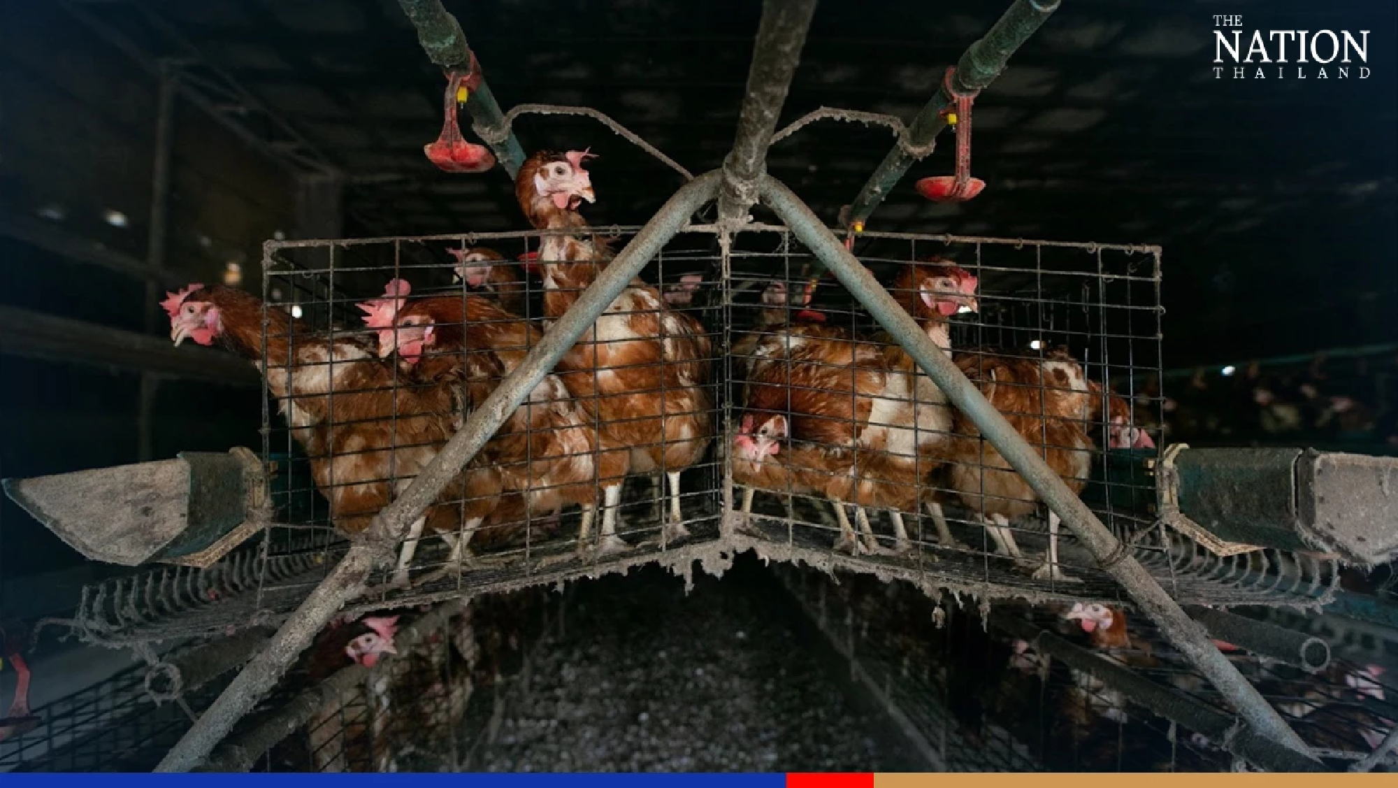 Sunny side up: Asia picking up on trend of cage-free eggs