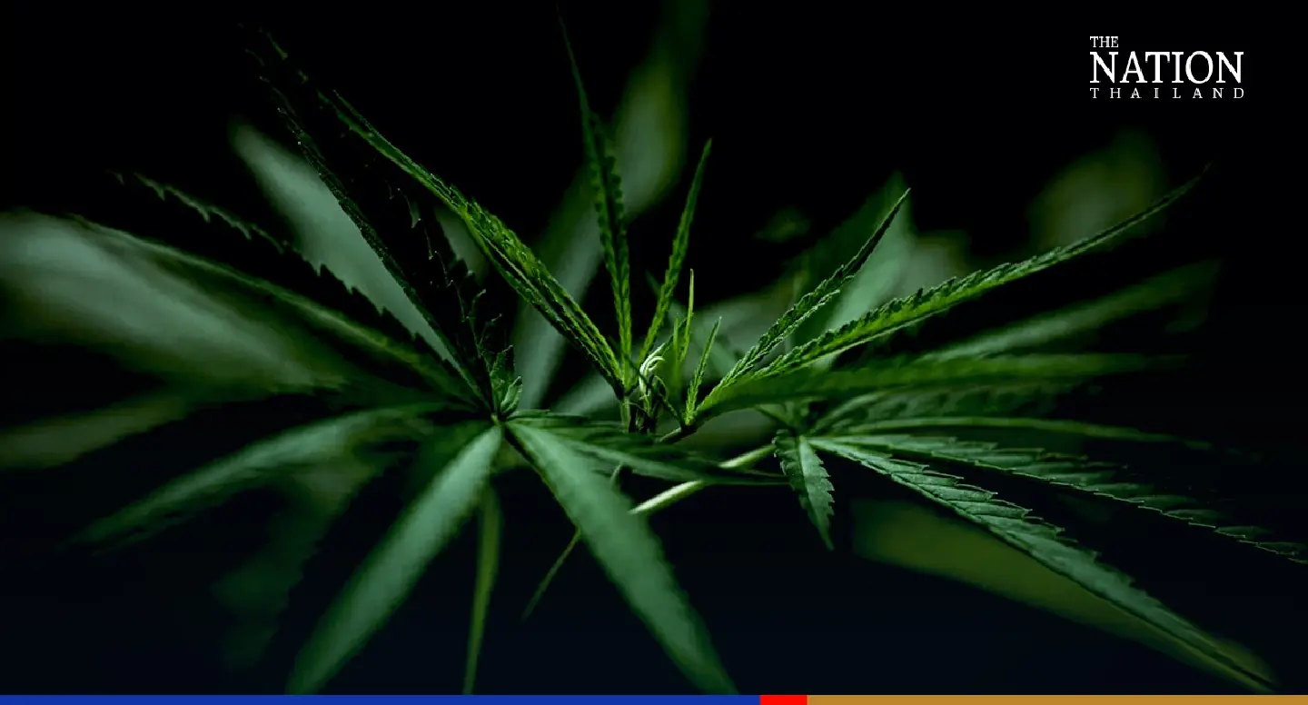 The cannabis genie is out of the bottle; what now? The cannabis genie is out of the bottle; what now?