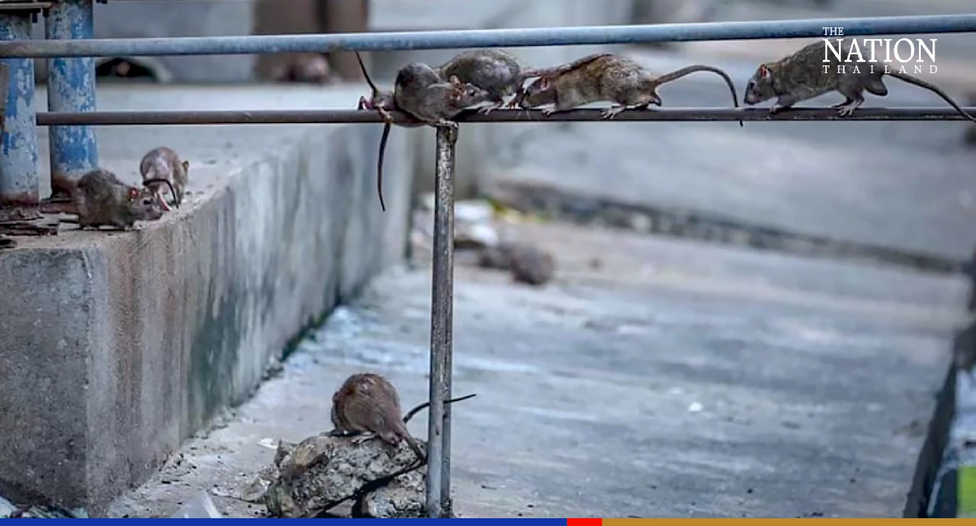 118 rats captured at Din Daeng flat in one week