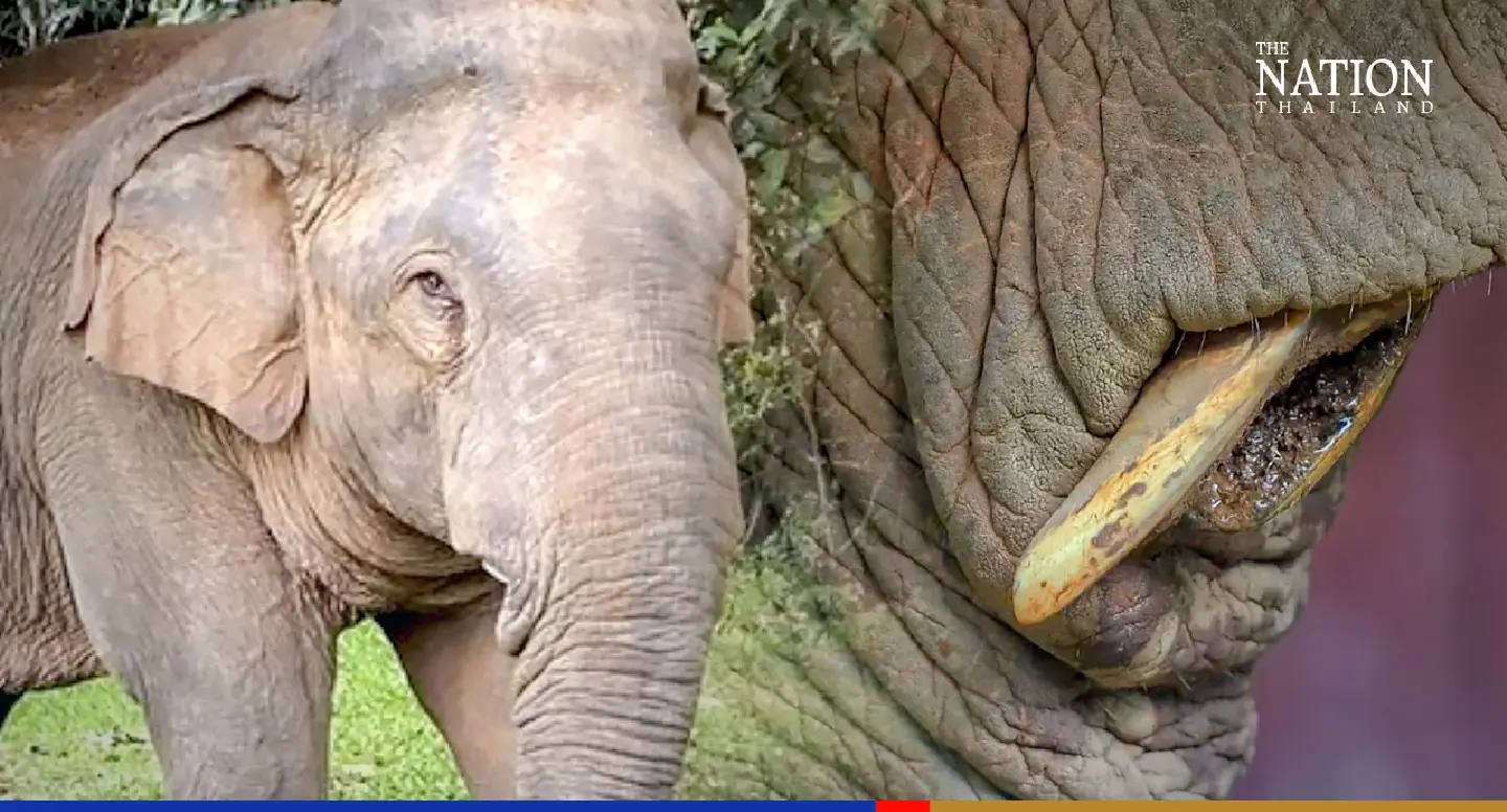 Khao Yai elephant returns to park office for help with hurting tusk Khao Yai elephant returns to park office for help with hurting tusk