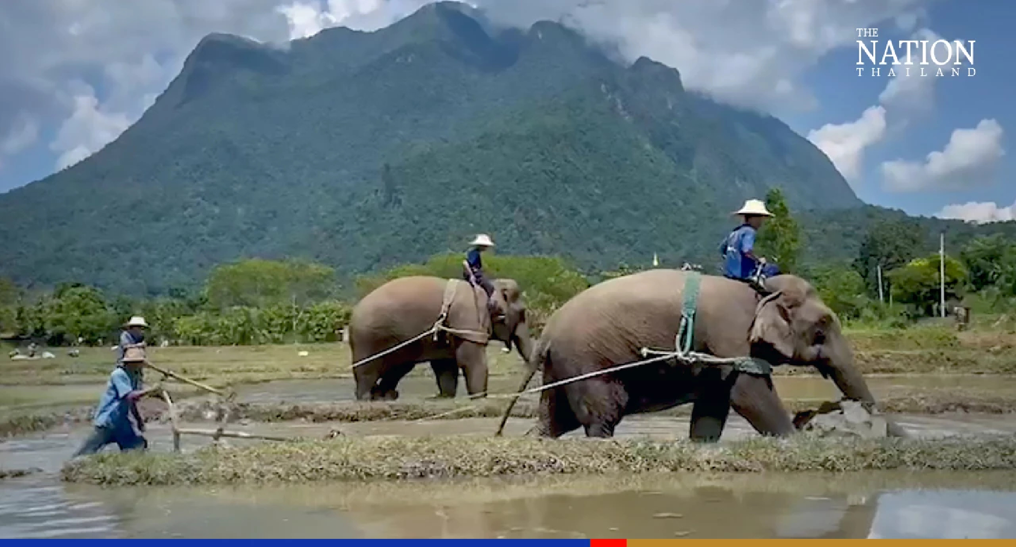Resort offers unique show of elephants ploughing fields