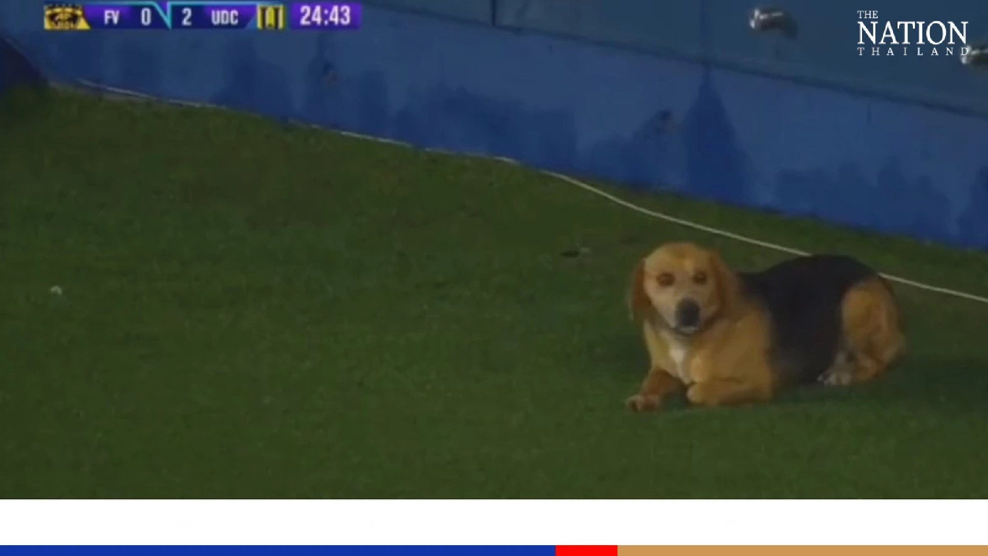 Lost pup reunited with owner after pitch incursion during Chilean league game