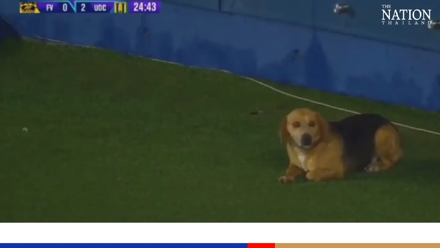 Lost pup reunited with owner after pitch incursion during Chilean league game
