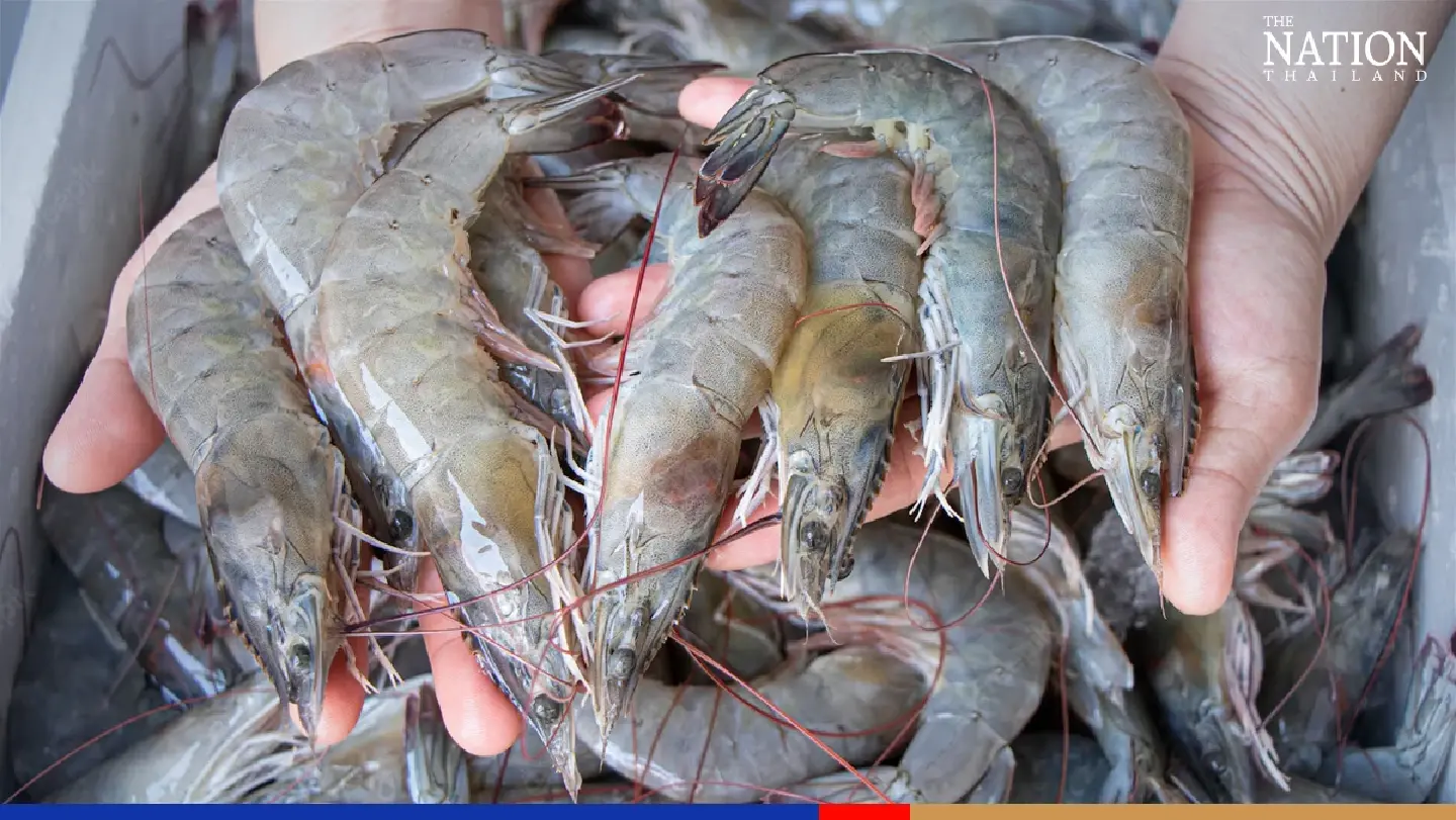 Thai shrimp farmers oppose imports from Ecuador and India