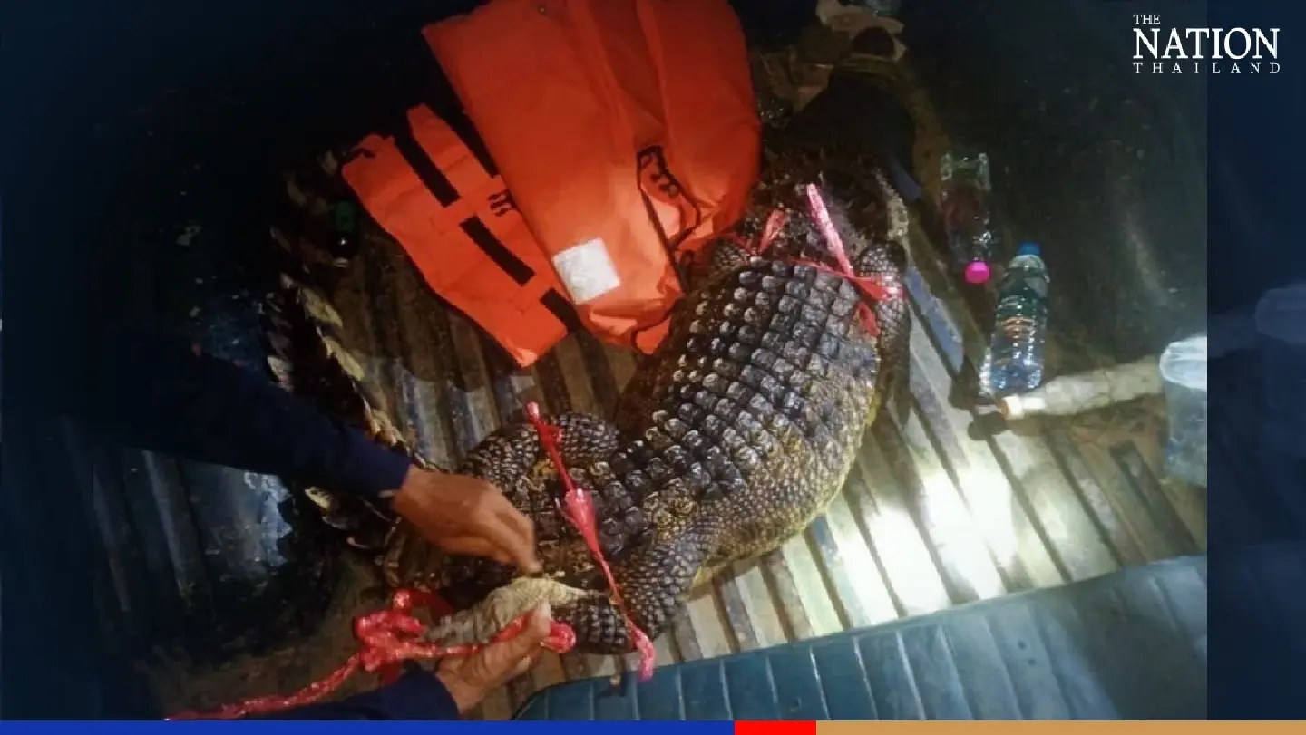 Too big for a monitor lizard: Ayutthaya locals call in croc catchers