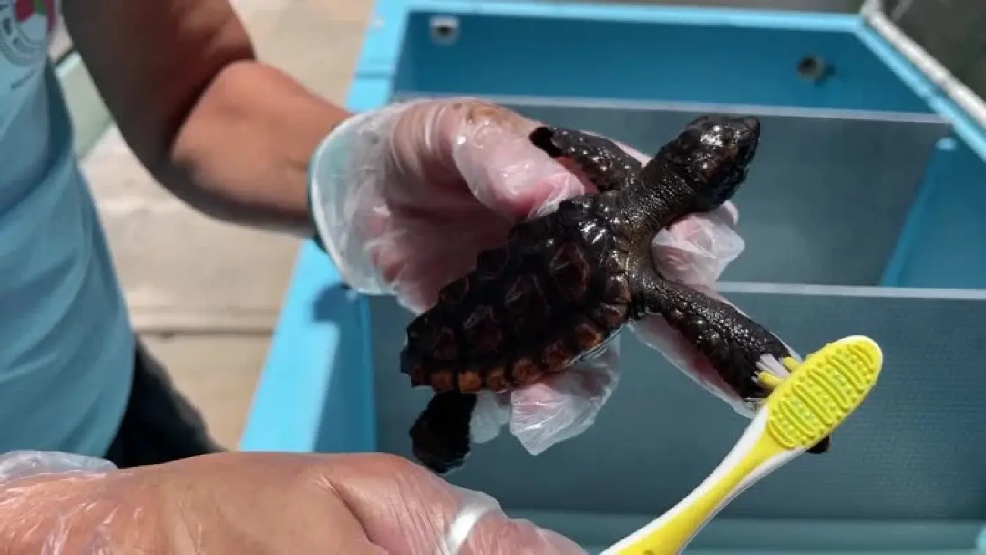 Hotter summers mean Florida's turtles are increasingly all female Hotter summers mean Florida's turtles are increasingly all female