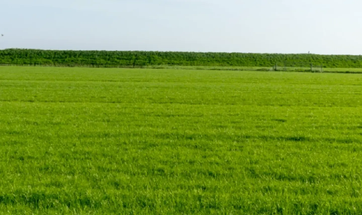 Modified grass offers possible solution to global CO² problem Modified grass offers possible solution to global CO² problem