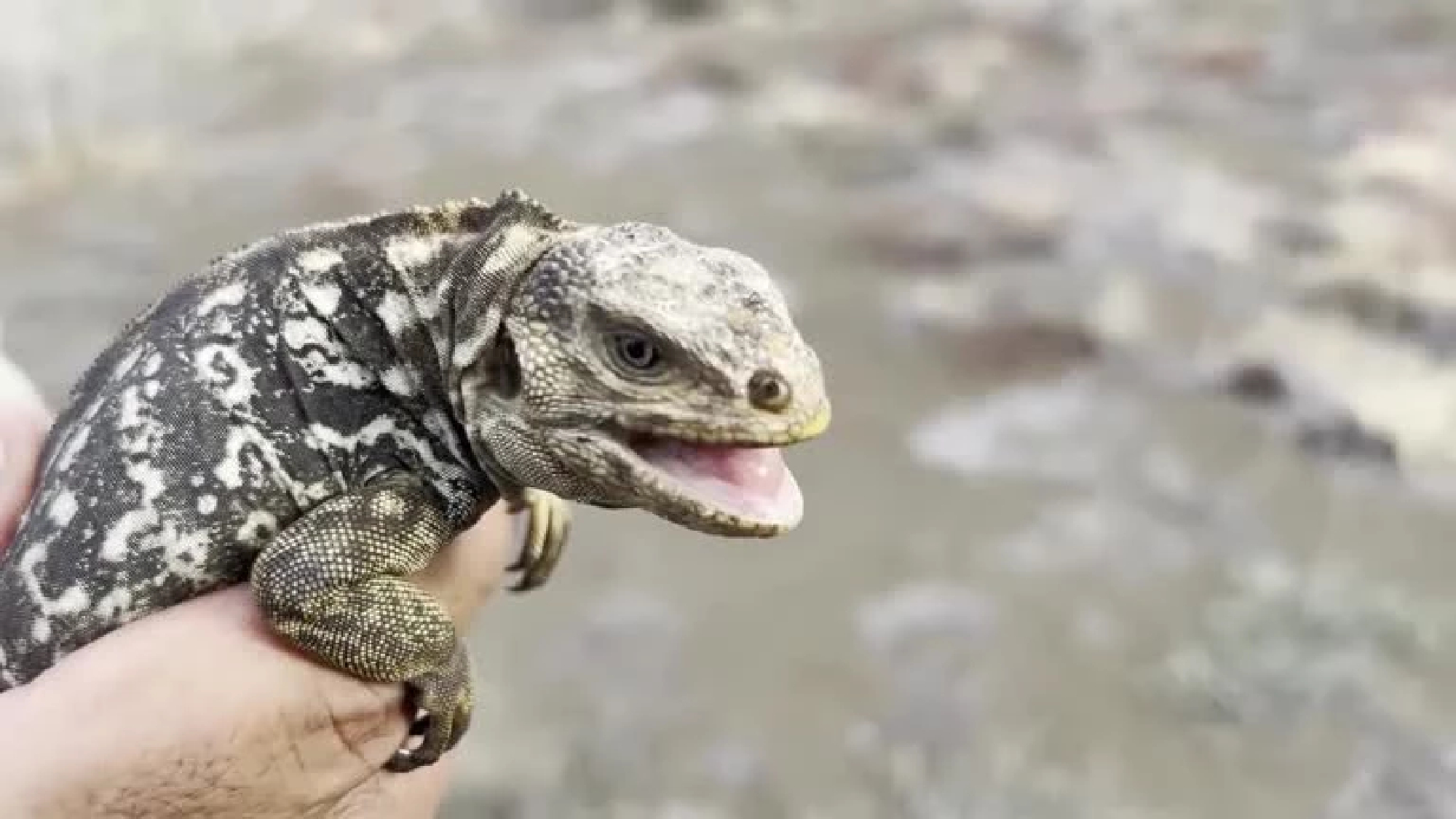 Iguanas born in Galapagos island for first time 'since 1800s'