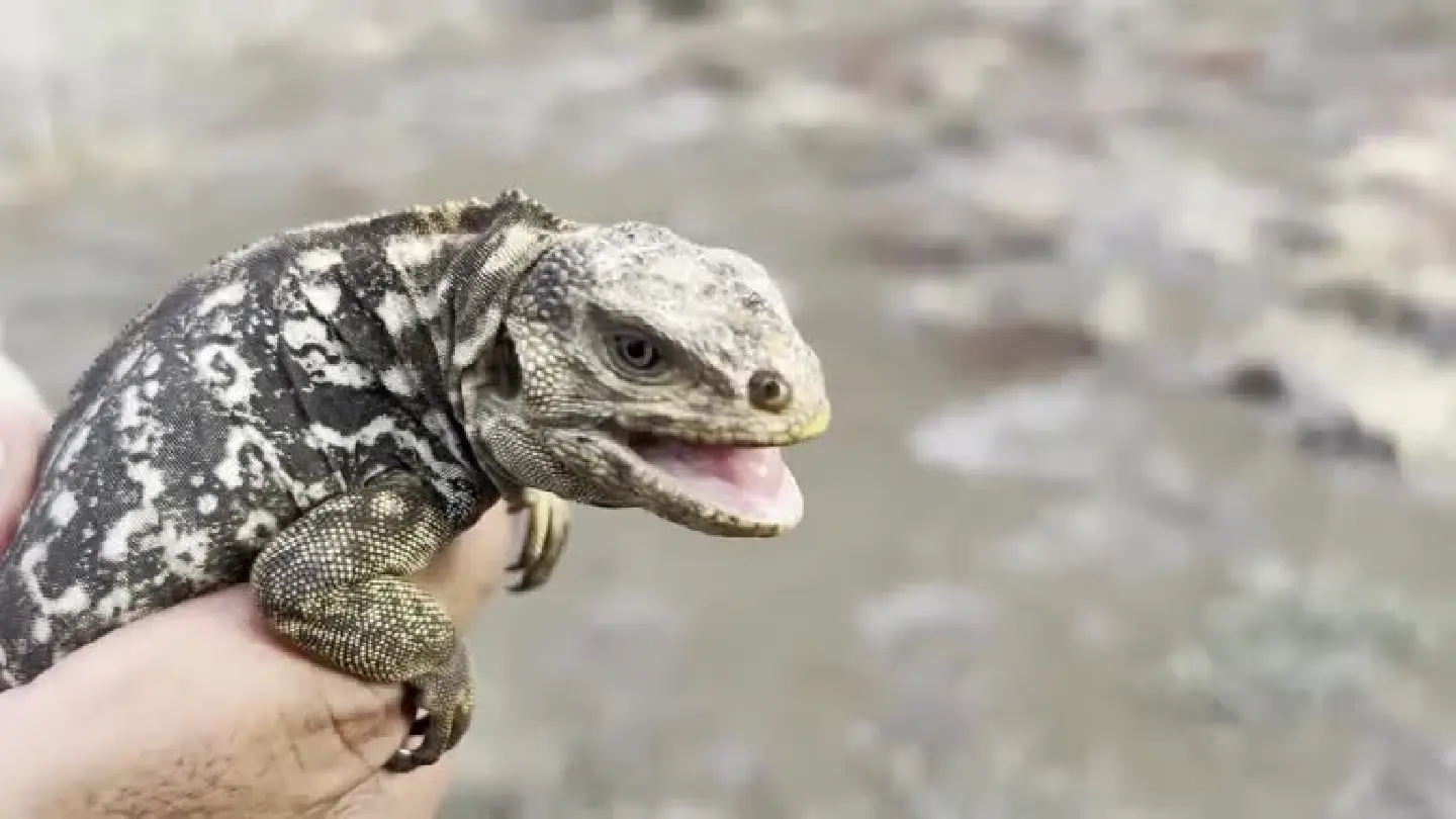 Iguanas born in Galapagos island for first time 'since 1800s' Iguanas born in Galapagos island for first time 'since 1800s'