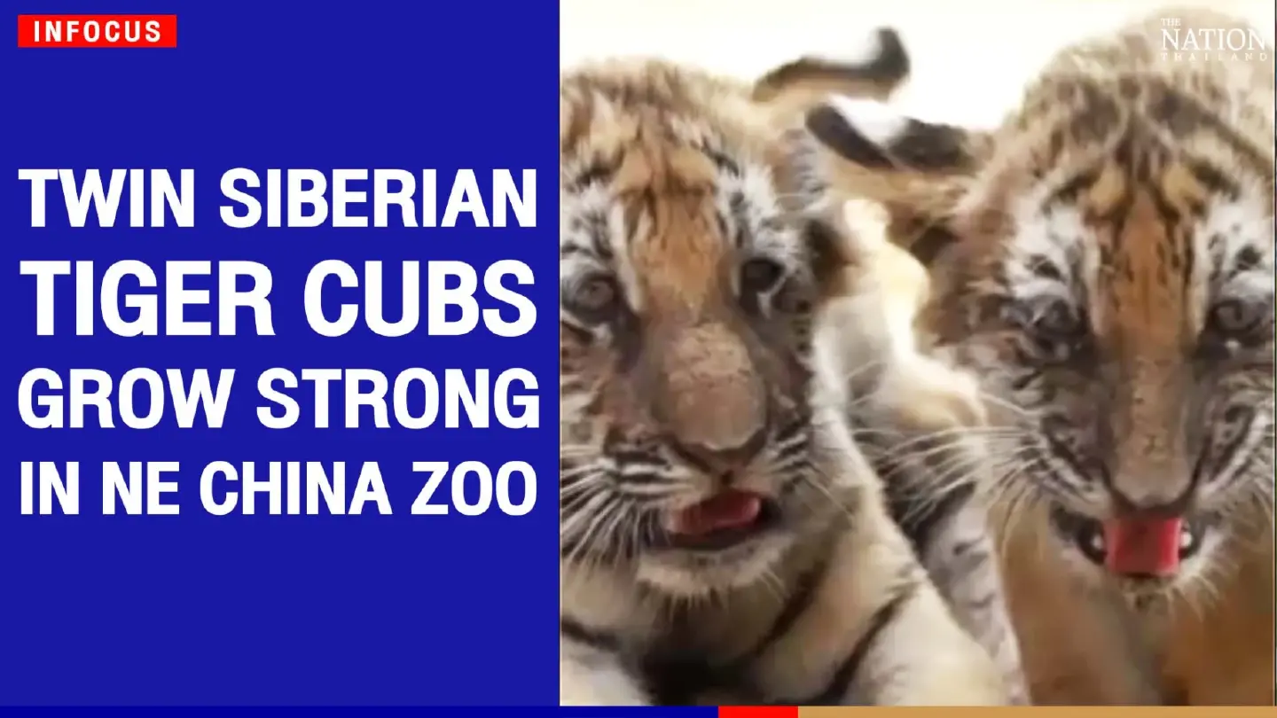Twin Siberian tiger cubs grow strong in NE China zoo