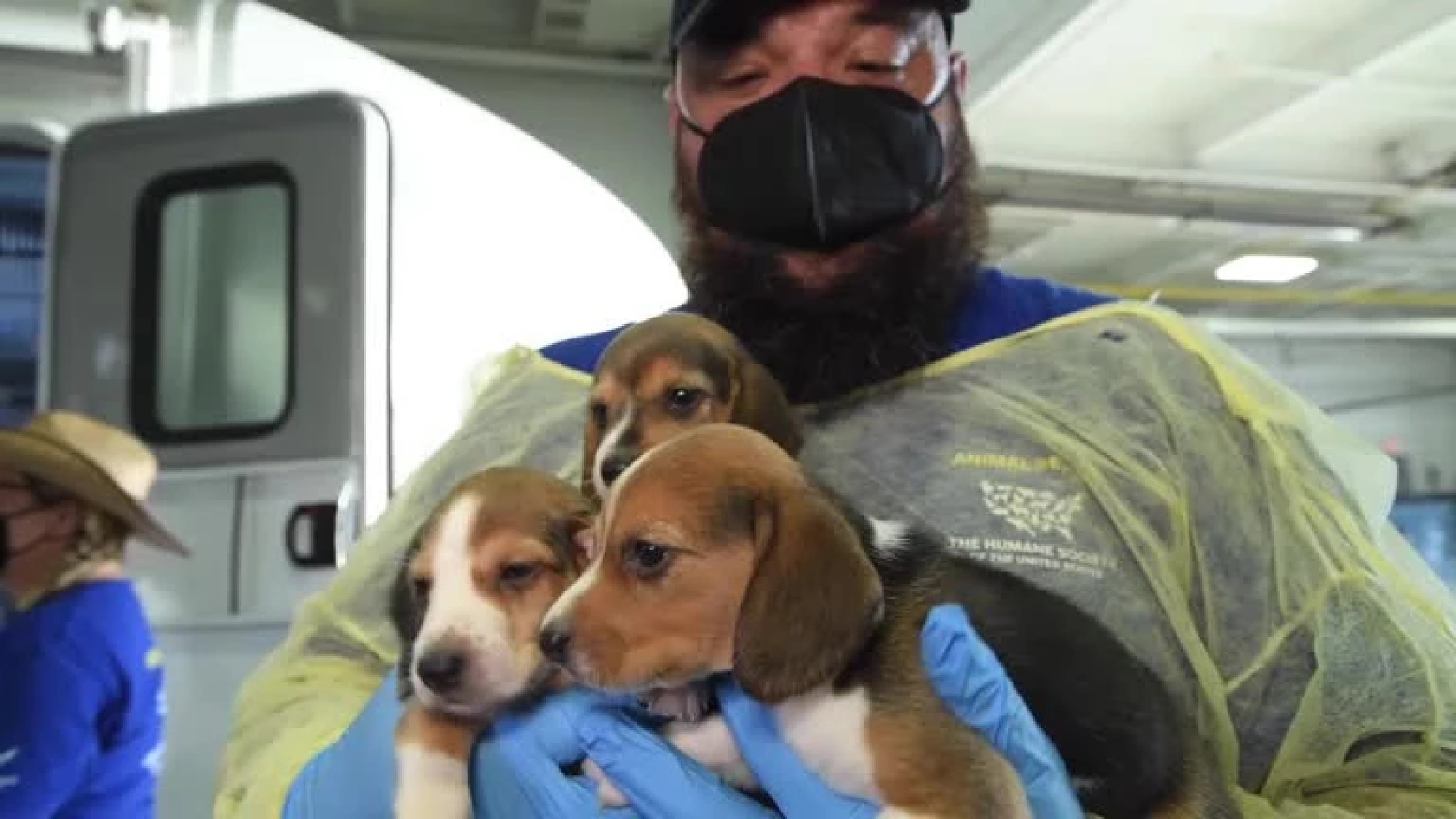 4,000 beagles rescued from research facility in Virginia