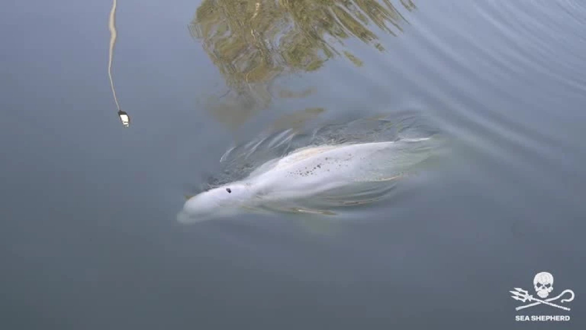 Beluga whale refusing food after straying into France's Seine river