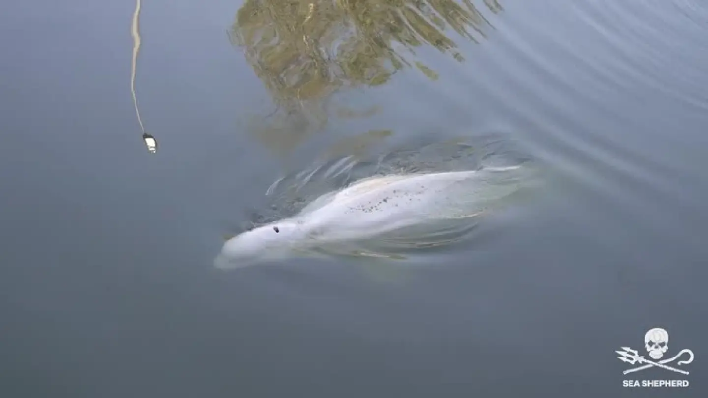 Beluga whale refusing food after straying into France's Seine river