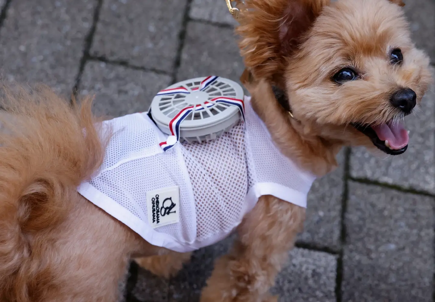 Wearable fans help Japan's hot dogs stay cool Wearable fans help Japan's hot dogs stay cool